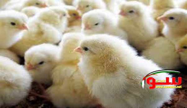 Ø§Ù„ÙƒØªÙƒÙˆØª Ø§Ù„Ù…ØºØ±ÙˆØ± .. Ù‚ØµØ© Ø´ÙŠÙ‚Ø© Ù„Ø§Ø·ÙØ§Ù„ Ø³ÙˆØ§ Ù†Øª  Ø§Ù„Ø­Ù„ÙˆÙŠÙ† | Ù…ÙˆÙ‚Ø¹ Ø³ÙˆØ§ 