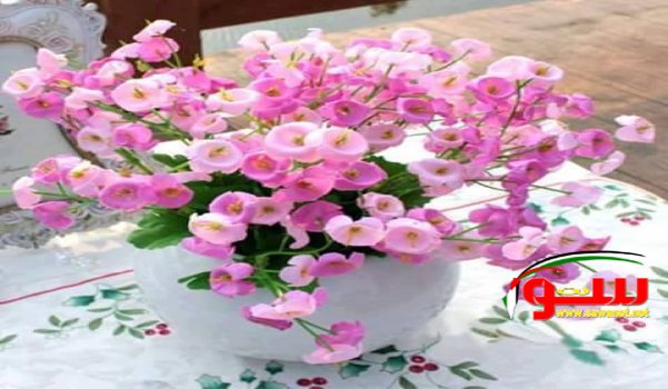 Ù…Ø§ Ø¨Ø§Ù„Ùƒ Ø£ÙŠÙ‡Ø§ Ø§Ù„Ø´ØªØ§Ø¡ ØªØ±ÙØ¶ Ø§Ù„Ø±Ø­ÙŠÙ„  | Ù…ÙˆÙ‚Ø¹ Ø³ÙˆØ§ 