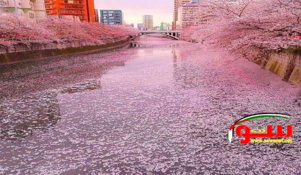 Ù…Ù† Ø§Ø¬Ù…Ù„ Ù…Ù†Ø§Ø¸Ø± Ø¨Ø§Ù„Ø¹Ø§Ù„Ù…... | Ù…ÙˆÙ‚Ø¹ Ø³ÙˆØ§ 