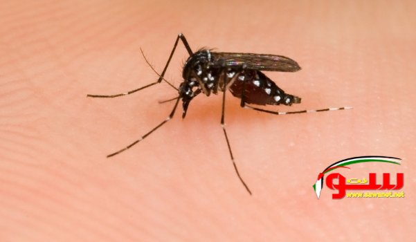 ÙÙŠ Ø¥Ø³Ø±Ø§Ø¦ÙŠÙ„ ÙŠÙˆØ¬Ø¯ Ø¨Ø¹ÙˆØ¶ ÙŠØ­ØªÙ…Ù„ Ø§Ù† ÙŠÙ†Ø´Ø± Ù…Ø±Ø¶ 