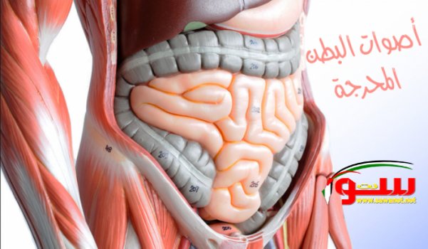  Ù‚Ø±Ù‚Ø±Ø© Ø§Ù„Ø¨Ø·Ù† Ø£Ùˆ Ø£ØµÙˆØ§Øª Ø§Ù„Ø¨Ø·Ù† Ø§Ù„Ù…Ø­Ø±Ø¬Ø© Ø£Ø³Ø¨Ø§Ø¨Ù‡Ø§ ÙˆØ¹Ù„Ø§Ø¬Ù‡Ø§ | Ù…ÙˆÙ‚Ø¹ Ø³ÙˆØ§ 