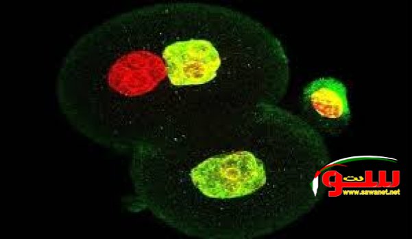 Ø§Ù„Ø¹Ù„Ù…Ø§Ø¡ ÙŠØªÙˆØµÙ„ÙˆÙ† Ù„Ø¥Ù†Ø¬Ø§Ø¨ Ø§Ù„Ø£Ø·ÙØ§Ù„ Ù…Ù† Ø¯ÙˆÙ† Ù†Ø³Ø§Ø¡..! | Ù…ÙˆÙ‚Ø¹ Ø³ÙˆØ§ 