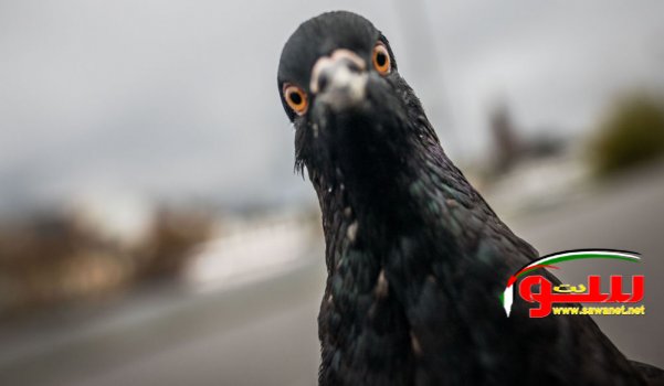 ÙØ±Ø® Ø­Ù…Ø§Ù… ØªØ±ÙƒÙŠ Ø³Ø¹Ø±Ù‡ ÙŠØ¹Ø§Ø¯Ù„ Ù‚ÙŠÙ…Ø© Ø³ÙŠØ§Ø±Ø© ÙØ§Ø±Ù‡Ø©... ÙˆØ³Ø¹ÙˆØ¯ÙŠ ÙŠØ¹Ø±Ø¶ Ø´Ø±Ø§Ø¡Ù‡ (ØµÙˆØ±) | Ù…ÙˆÙ‚Ø¹ Ø³ÙˆØ§ 