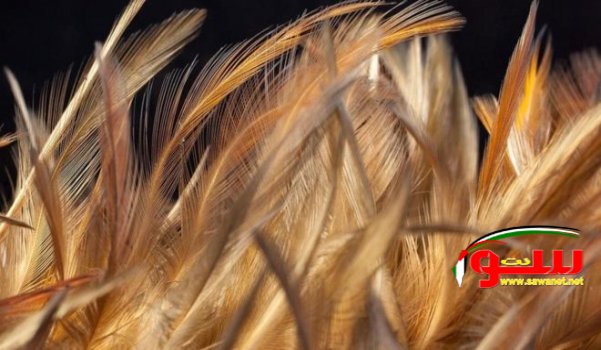 Ø·Ø±ÙŠÙ‚Ø© Ù…Ø¨ØªÙƒØ±Ø© Ù„Ø§Ø³ØªØ®Ø¯Ø§Ù… Ø±ÙŠØ´ Ø§Ù„Ø¯Ø¬Ø§Ø¬ ÙÙŠ ØªØ¯ÙØ¦Ø© Ø§Ù„Ù…Ù†Ø§Ø²Ù„ | Ù…ÙˆÙ‚Ø¹ Ø³ÙˆØ§ 