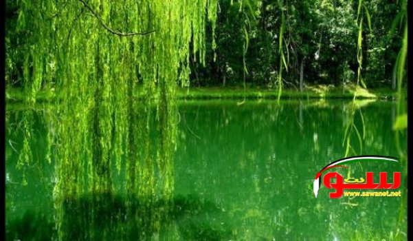 Ø¥Ù„Ù‰ Ù…Ø§Ø°Ø§ ÙŠØ±Ù…Ø² Ø§Ù„Ù„ÙˆÙ† Ø§Ù„Ø£Ø®Ø¶Ø± | Ù…ÙˆÙ‚Ø¹ Ø³ÙˆØ§ 