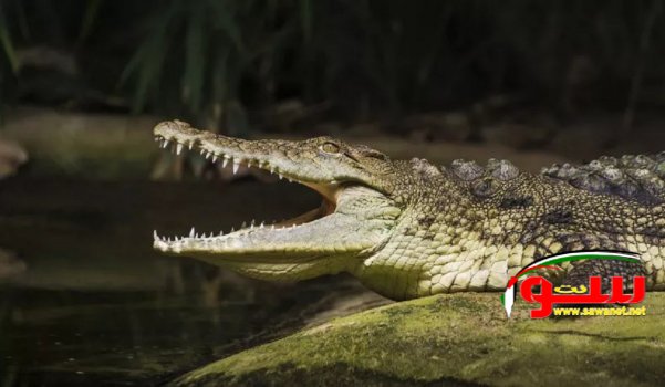 ØªÙ…Ø³Ø§Ø­ ÙŠÙ„ØªÙ‡Ù… Ø·ÙÙ„Ø© Ø¥Ù†Ø¯ÙˆÙ†ÙŠØ³ÙŠØ© ÙˆØ£Ø®ØªÙ‡Ø§ ØªØ­Ø§ÙˆÙ„ ØªØ®Ù„ÙŠØµÙ‡Ø§ | Ù…ÙˆÙ‚Ø¹ Ø³ÙˆØ§ 