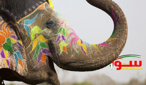 Ù‚ØµØ© Ø£ØµØ­Ø§Ø¨ Ø§Ù„ÙÙŠÙ„ Ù„Ù„Ø£Ø·ÙØ§Ù„ | Ù…ÙˆÙ‚Ø¹ Ø³ÙˆØ§ 