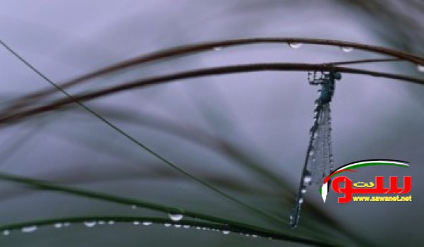 Ø¥Ø³Ø±Ø§Ø¦ÙŠÙ„: Ø¬Ø±Ø«ÙˆÙ…Ø© ØªØ´ÙƒÙ„ Ø®Ø·Ø±Ø§Ù‹ Ø¹Ù„Ù‰ Ø§Ù„Ø­ÙˆØ§Ù…Ù„!  | Ù…ÙˆÙ‚Ø¹ Ø³ÙˆØ§ 