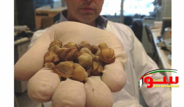  Ù‡Ø°Ù‡ Ø§Ù„Ø«Ù…Ø§Ø± ØªÙ‚Ø¶ÙŠ Ø¹Ù„Ù‰ Ø§Ù„Ø³Ø±Ø·Ø§Ù† ÙÙŠ Ø®Ù„Ø§Ù„ 5 Ø¯Ù‚Ø§Ø¦Ù‚ ÙÙ‚Ø· ! | Ù…ÙˆÙ‚Ø¹ Ø³ÙˆØ§ 