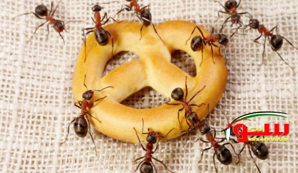  ÙƒÙŠÙ ØªØ·Ø±Ø¯ÙŠÙ† Ø§Ù„Ù†Ù…Ù„ Ù…Ù† Ù…Ù†Ø²Ù„ÙƒØŸ | Ù…ÙˆÙ‚Ø¹ Ø³ÙˆØ§ 