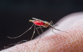 Ø§Ù„Ù…Ù„Ø§Ø±ÙŠØ§ Malaria | Ù…ÙˆÙ‚Ø¹ Ø³ÙˆØ§ 
